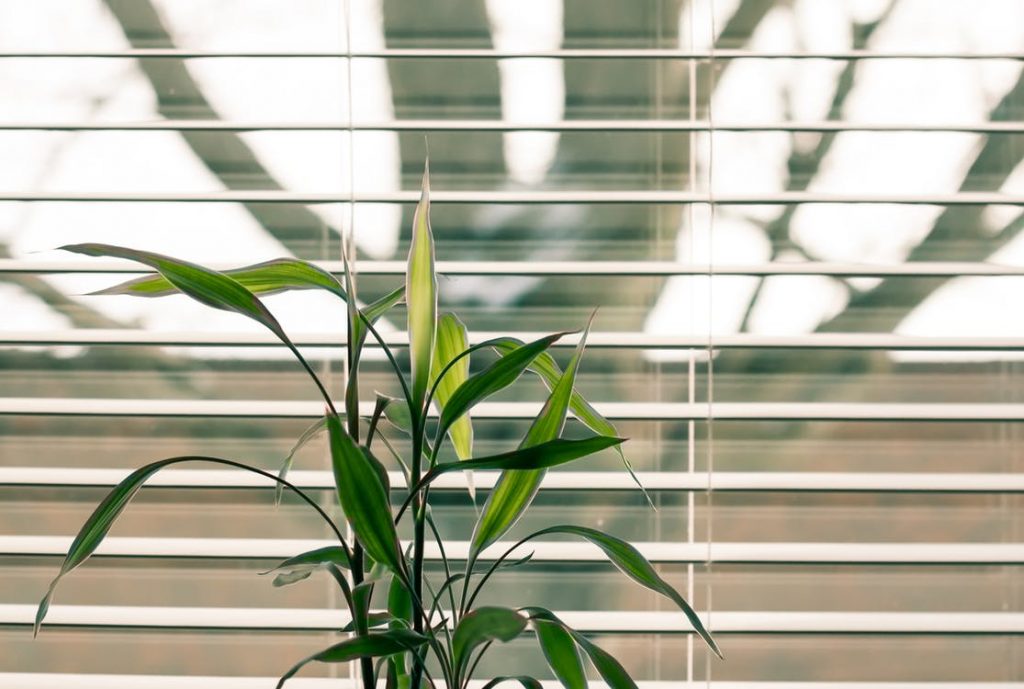 ScreenLine Blinds: Perfect Solution for Home and Office