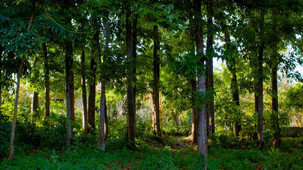 Planning a Family Day Out? Check Out the Top 10 Children-Friendly Country Parks in the UK