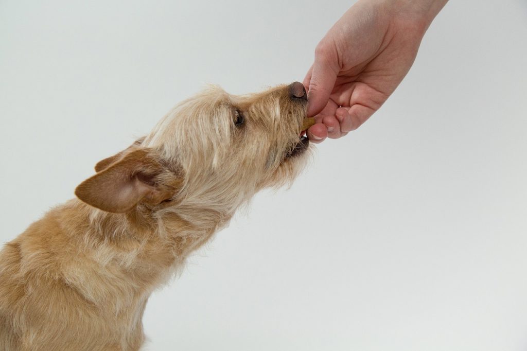 Can Dogs Eat Vegan and Vegetarian Meals?