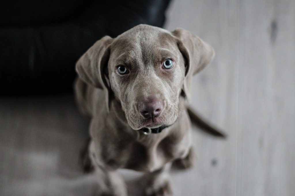 How to Manage Separation Anxiety in Dogs