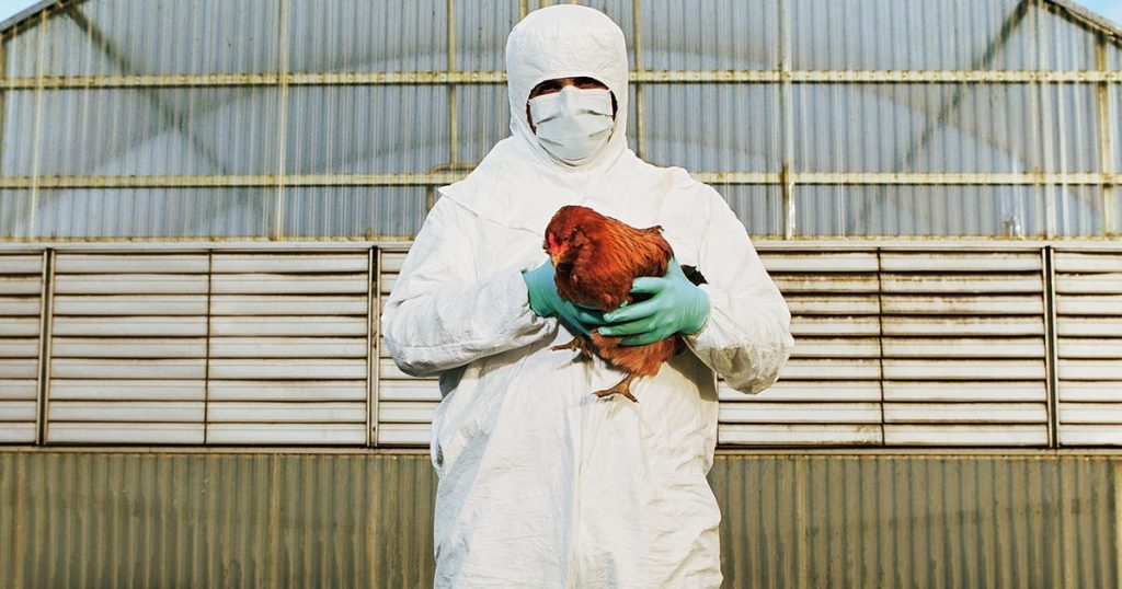 Everything we know about bird flu