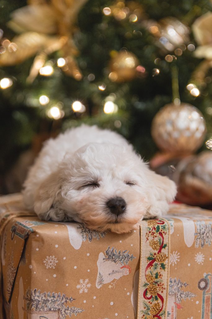 Unusual Christmas Gift Ideas for Dogs