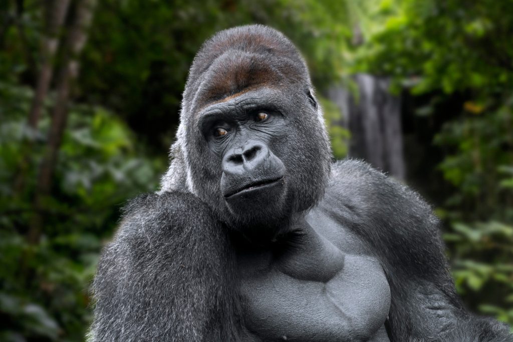 Manchester-based PPC Agency adopts 50 gorillas