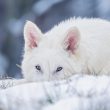 Colossal Biosciences’ Dire Wolves Prove Ancient Genes Are Dominating Modern DNA
