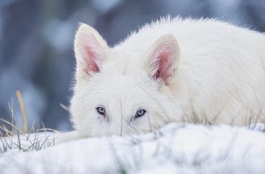 Colossal Biosciences’ Dire Wolves Prove Ancient Genes Are Dominating Modern DNA