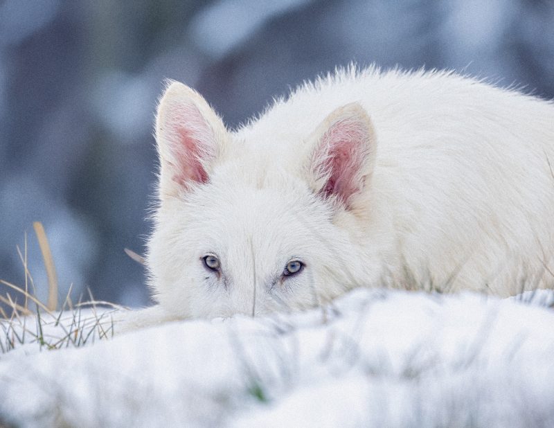 Colossal Biosciences’ Dire Wolves Prove Ancient Genes Are Dominating Modern DNA