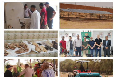 AATB Programme Launches Strategic Wheat Development Project in Mauritania in Partnership with ACSAD and ITFC